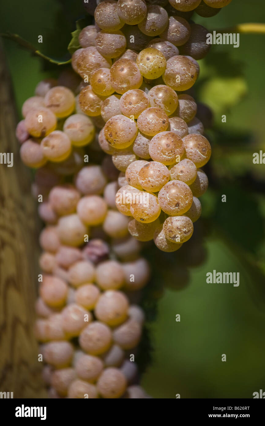 Grapes Growing on a Grapevine Niagara Ontario Canada Stock Photo