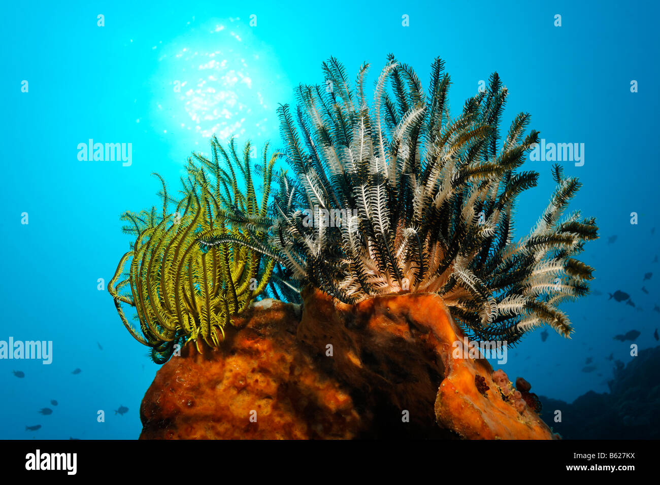 Black Crinoid, Sea Lily or Feather-star (Oxycomanthus bennetti), climbing on a sponge, Selayar Island, West coast, South Sulawe Stock Photo