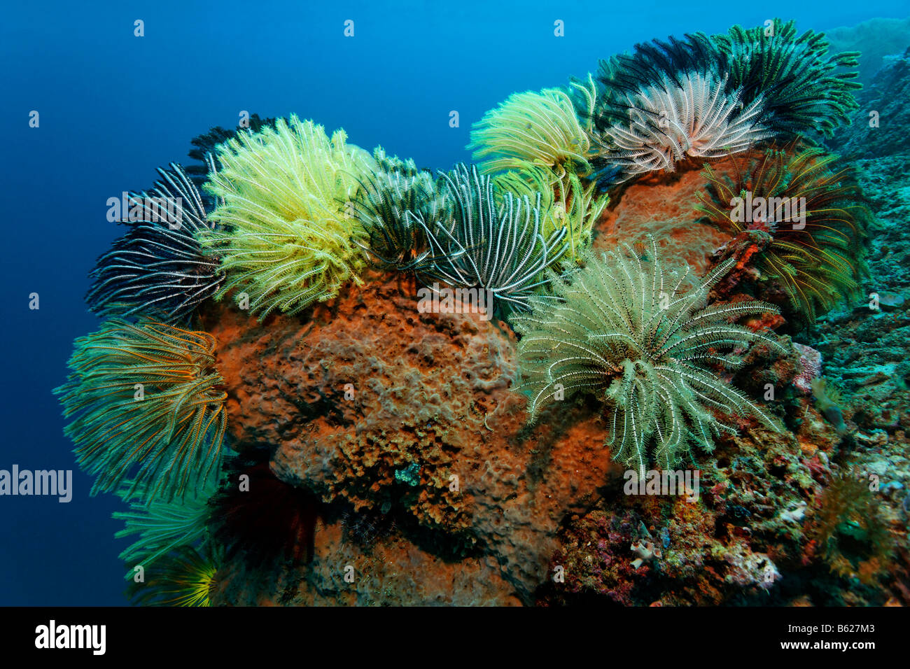 Multi-coloured Black Crinoid, Sea Lily or Feather-star (Oxycomanthus bennetti), climbing on a sponge, Selayar Island, West coas Stock Photo