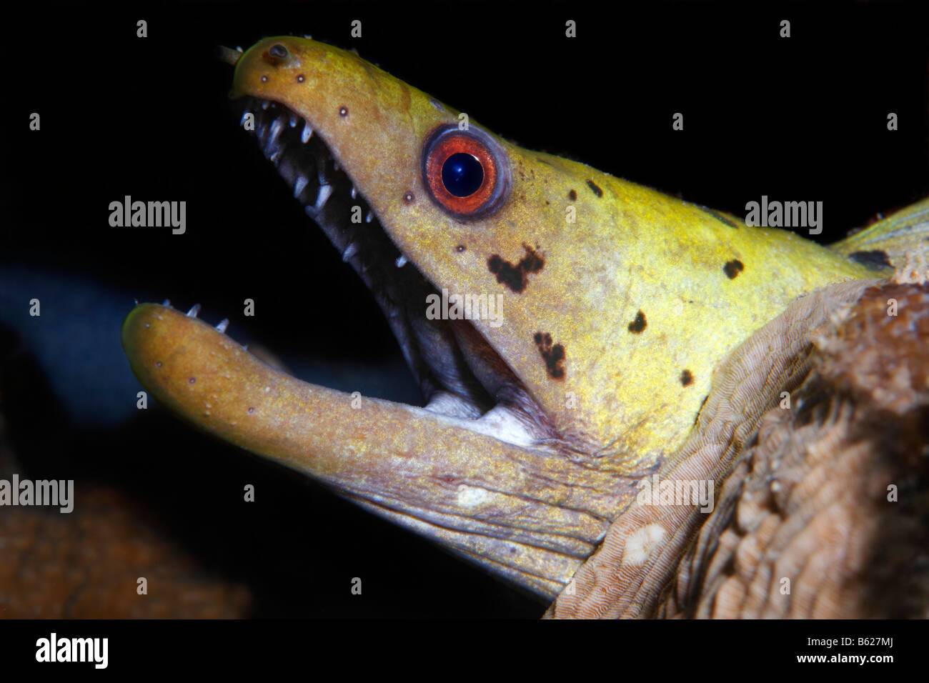 Head of a Fimbriated Moray (Gymnothorax fimbriatus), madrepore, Selayar Island, West coast, South Sulawesi, Indonesia, Java Sea Stock Photo
