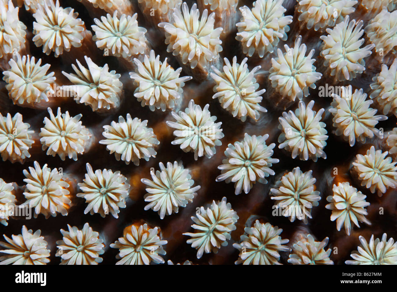 Graphic structure of Galxy Coral (Galaxea fascicularis), Selayar Island, West coast, South Sulawesi, Indonesia, Java Sea, India Stock Photo