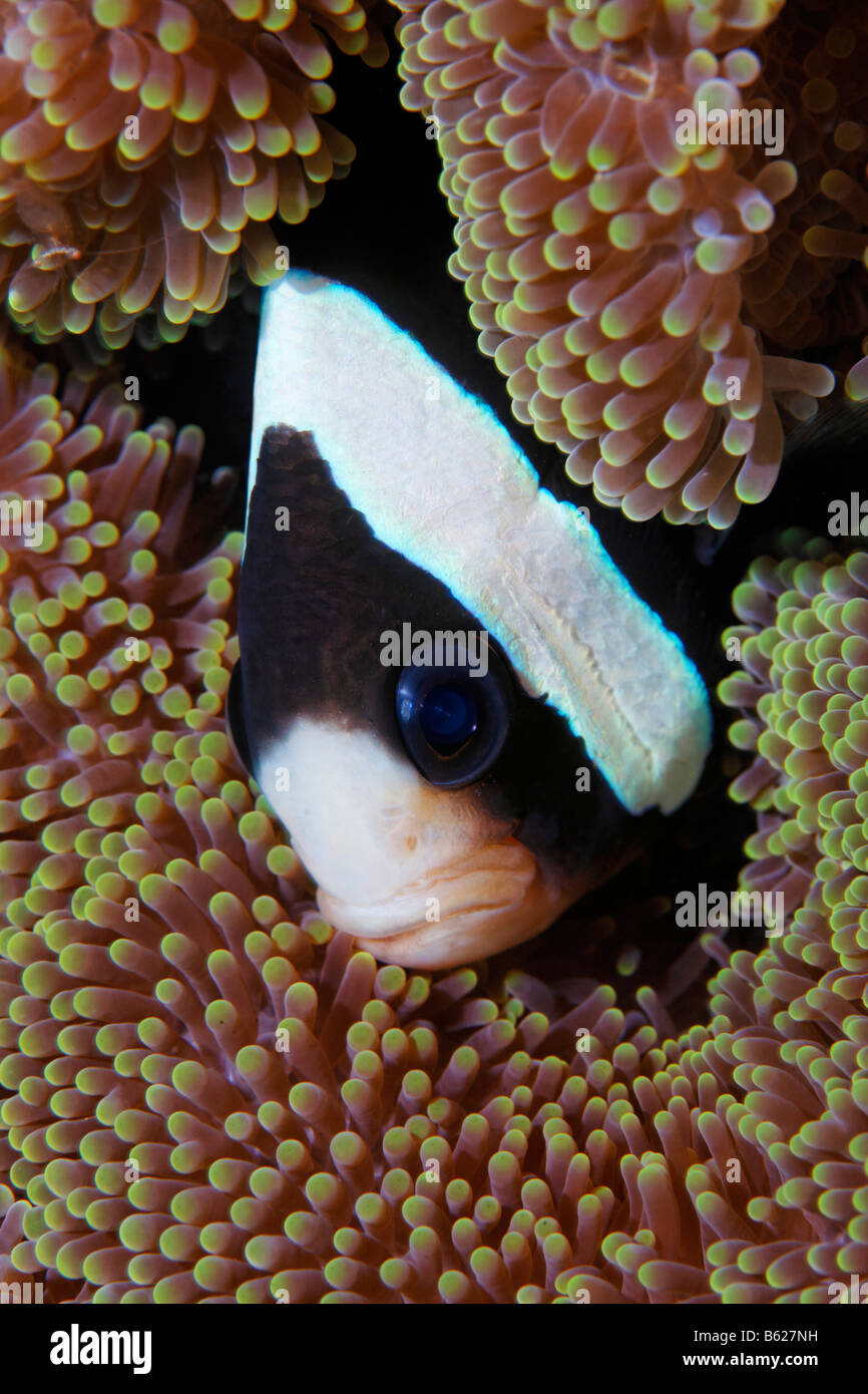 Clark's Anemonefish or Yellowtail Clownfish (Amphiprion clarkii), in a Merten's Carpet Sea Anemone (Stichodactyla mertensii), S Stock Photo