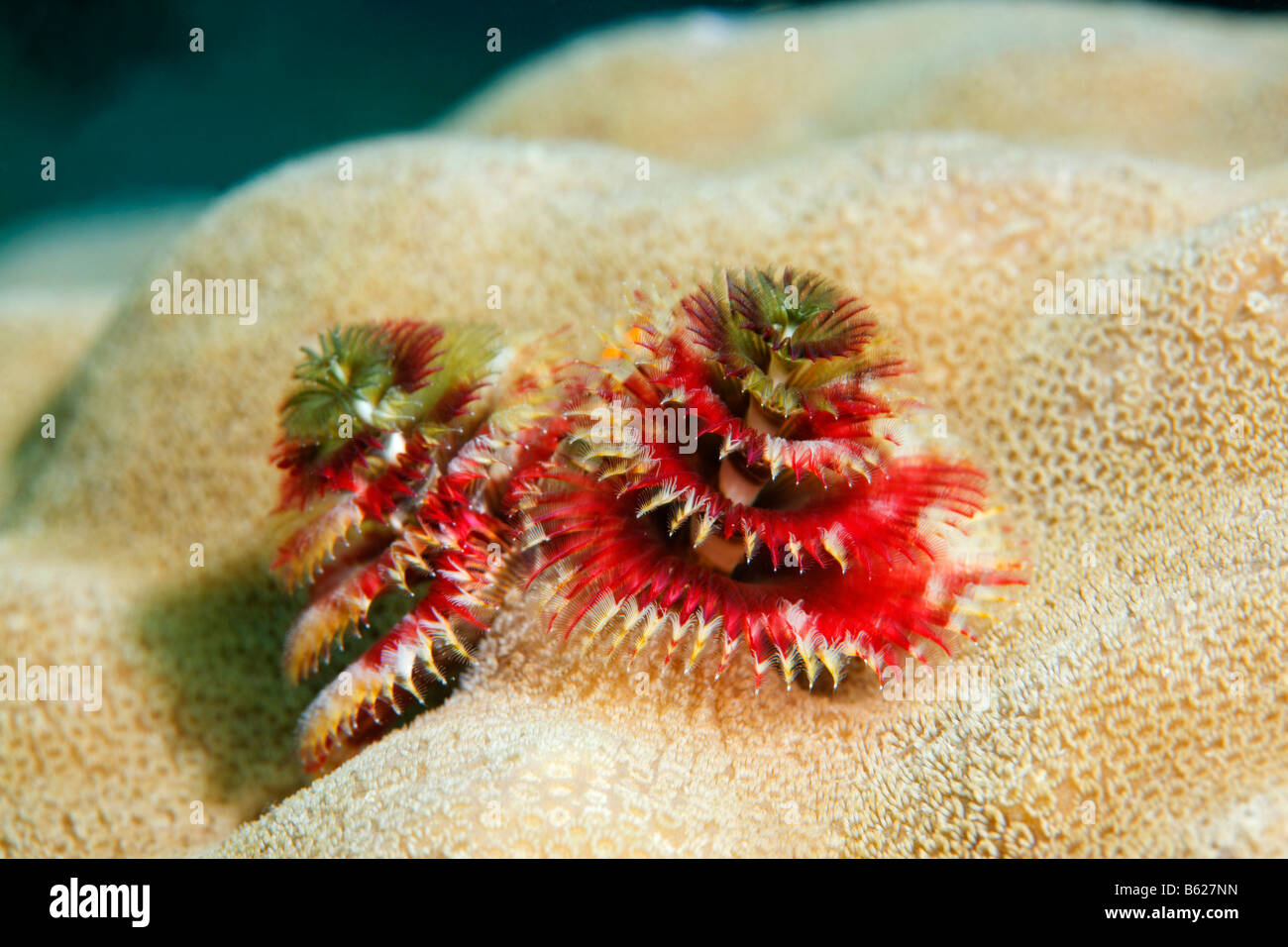 Red Christmas Tree Worms (Spirobranchus giganteus), madrepore, Selayar