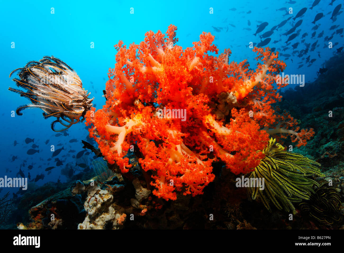 Underwater landscape with red Soft Coral (Umbellulifera sp) Black Crinoid, Sea Lily or Feather-star (Oxycomanthus bennetti) and Stock Photo