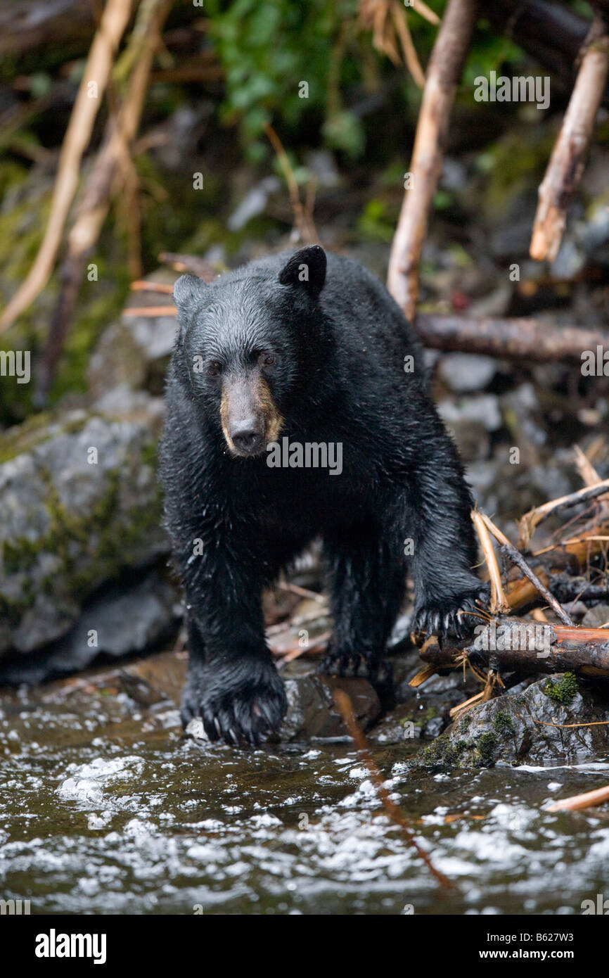 USA Alaska Kake Black Bear Ursus americanus fishing for Chum Salmon