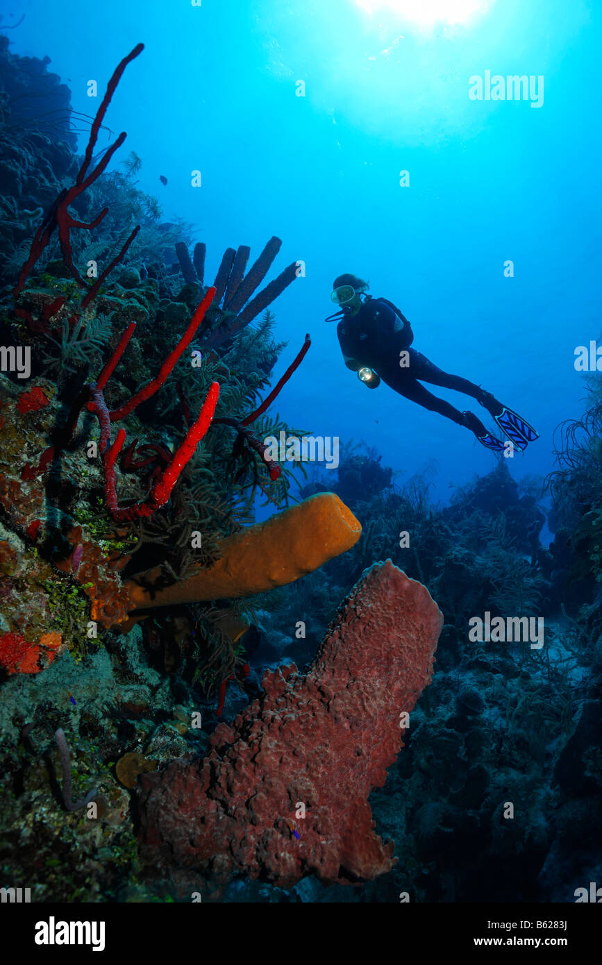 Female diver with lamp by a coral reef, cliff, with various coloured sponges, Half Moon Caye, Lighthouse Reef, Turneffe Atoll,  Stock Photo