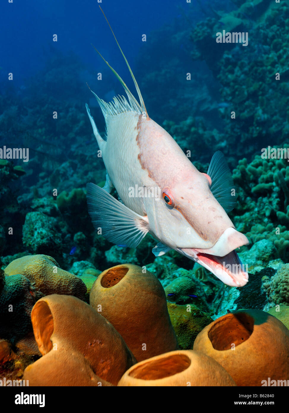 Hogfish (Lachnolaimus maximus), frontal view, above a sponge in front of a coral reef, Half Moon Caye, Lighthouse Reef, Turneff Stock Photo