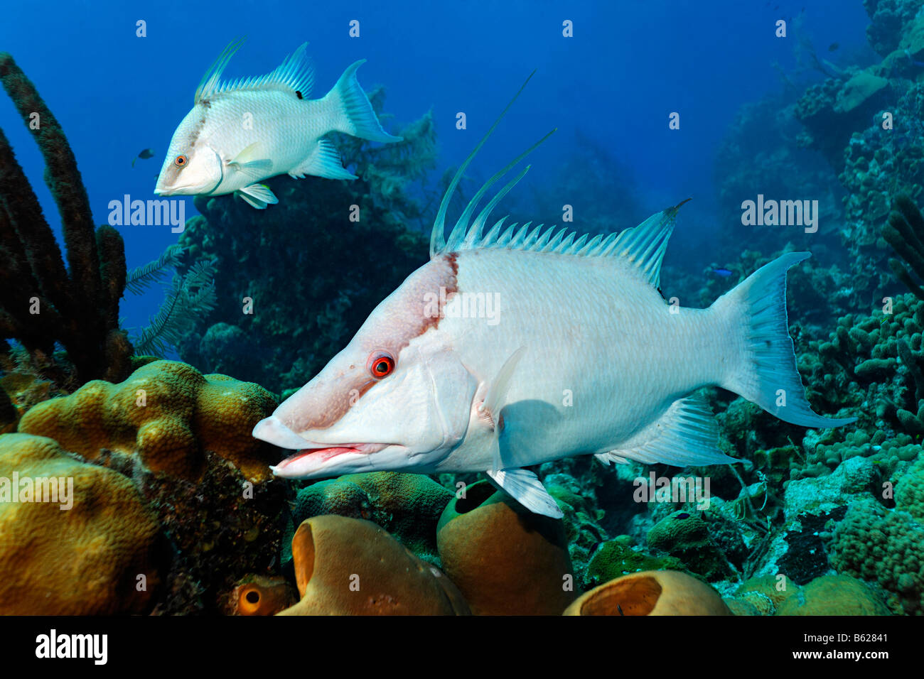 Two Hogfish (Lachnolaimus maximus), from the side, above a sponge in front of a coral reef, Half Moon Caye, Lighthouse Reef, Tu Stock Photo