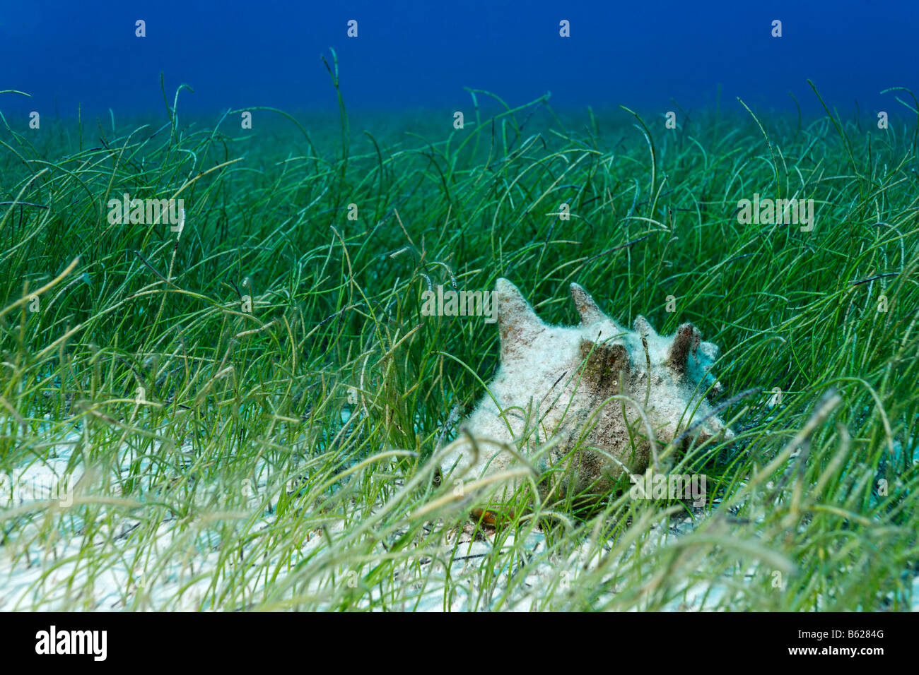 Conche or edible snail (Strombus gigas) in a seaweed meadow, Half Moon Caye, Lighthouse Reef, Turneffe Atoll, Belize, Central A Stock Photo