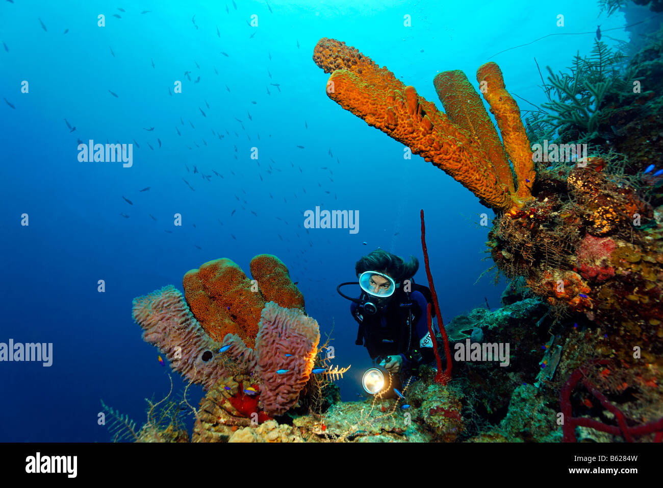 Female diver with a lamp observing various sponges in a coral reef, Half Moon Caye, Lighthouse Reef, Turneffe Atoll, Belize, Ce Stock Photo