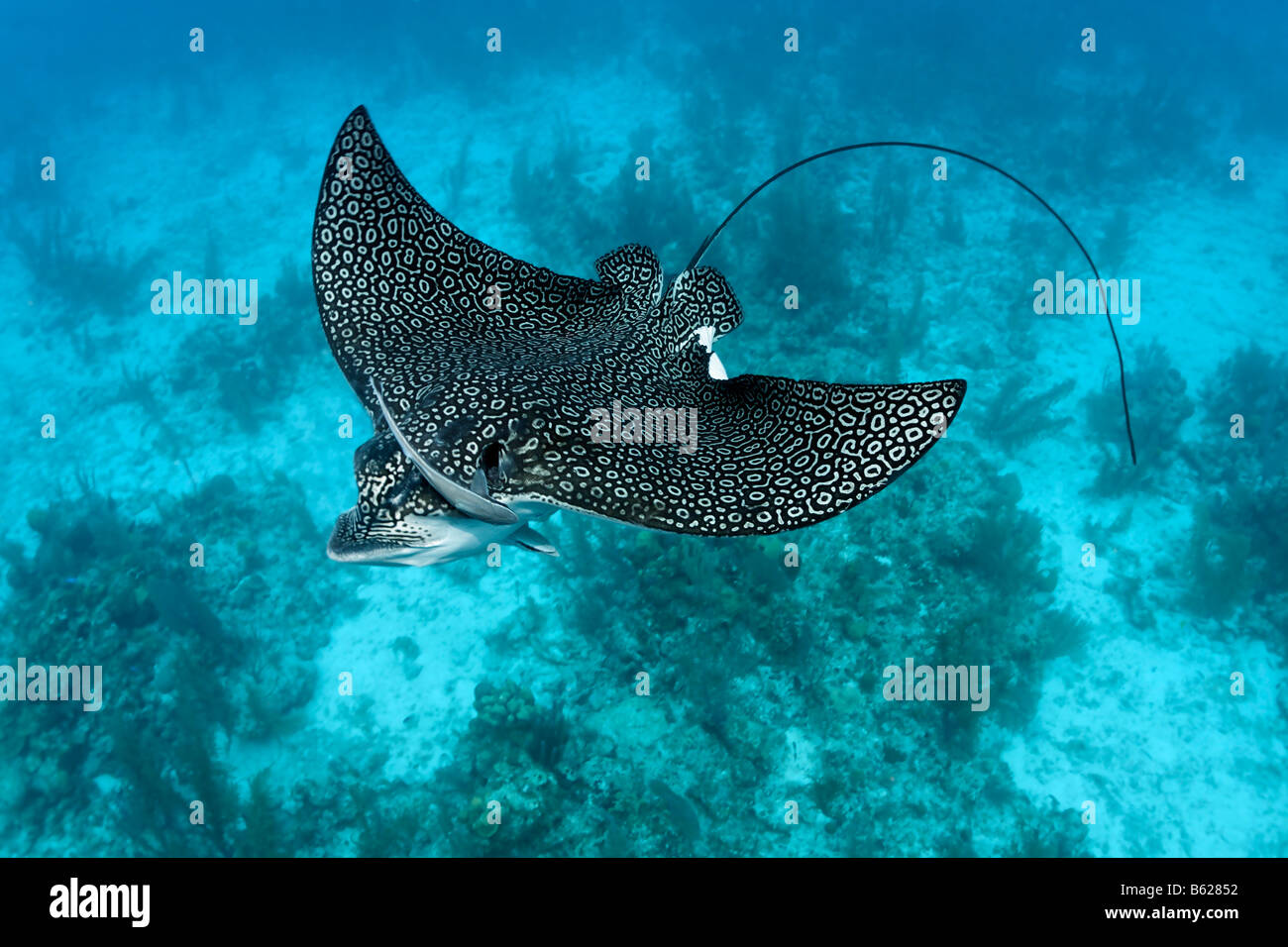 Spotted Eagle Ray (Aetobatus narinari) from above with dotted markings, Live Sharksuckers (Echeneis naucrates) above a coral re Stock Photo