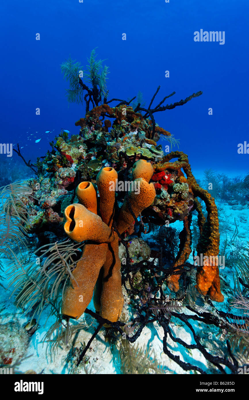 Large coral block with multi-coloured sponges and coral in front of blue water, Half Moon Caye, Lighthouse Reef, Turneffe Atoll Stock Photo
