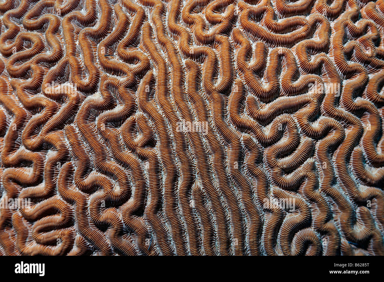 Graphic detail of a block of Boulder Brain Coral (Colpophyllia natans) with drawn-in polyps, Turneffe Atoll, Belize, Central Am Stock Photo