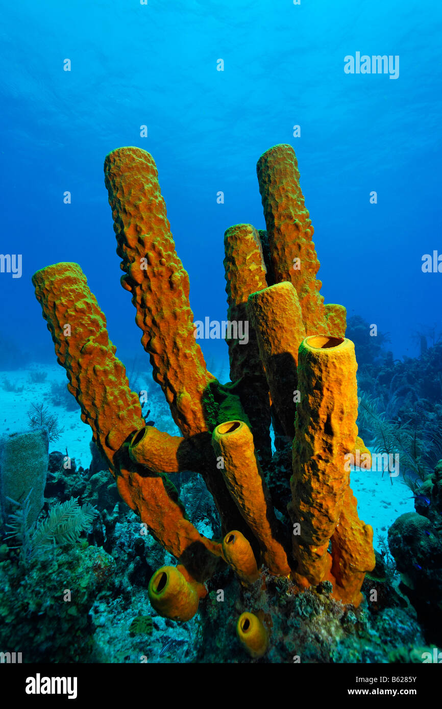 Large, branched Aplysina fistularis Sponge (Aplysina fistularis) in front of a coral reef and blue water, Turneffe Atoll, Beliz Stock Photo