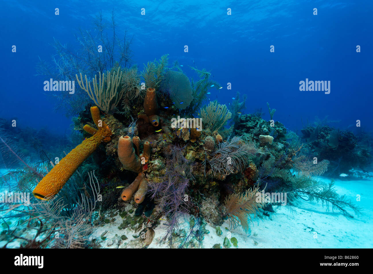 Large block of coral with multicoloured sponges and corals in front of