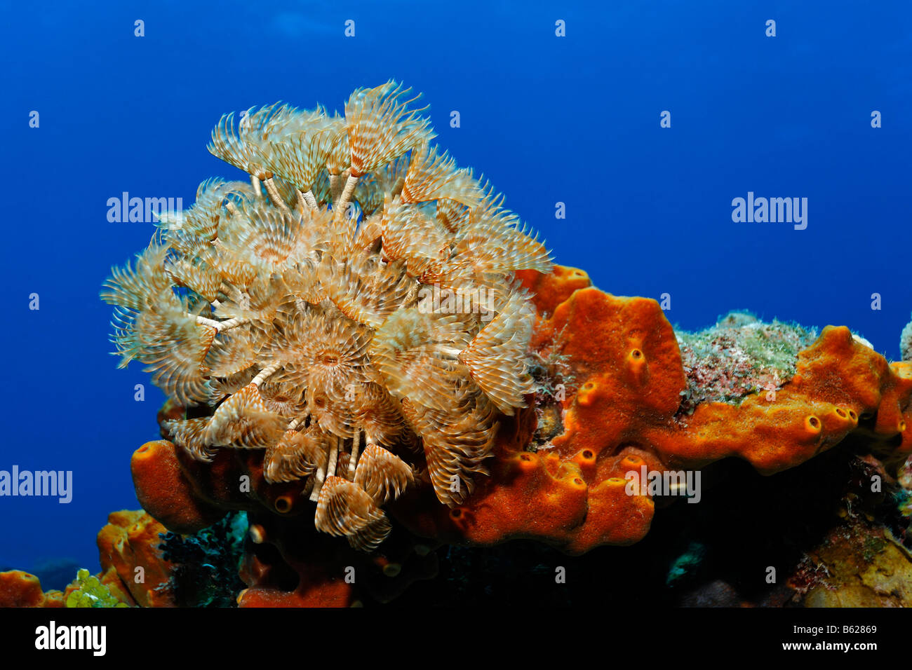 Cluster Duster (Bispira brunnea), tubeworm, on a brown sponge (Ectoplasia ferox) in front of blue water, Turneffe Atoll, Belize Stock Photo