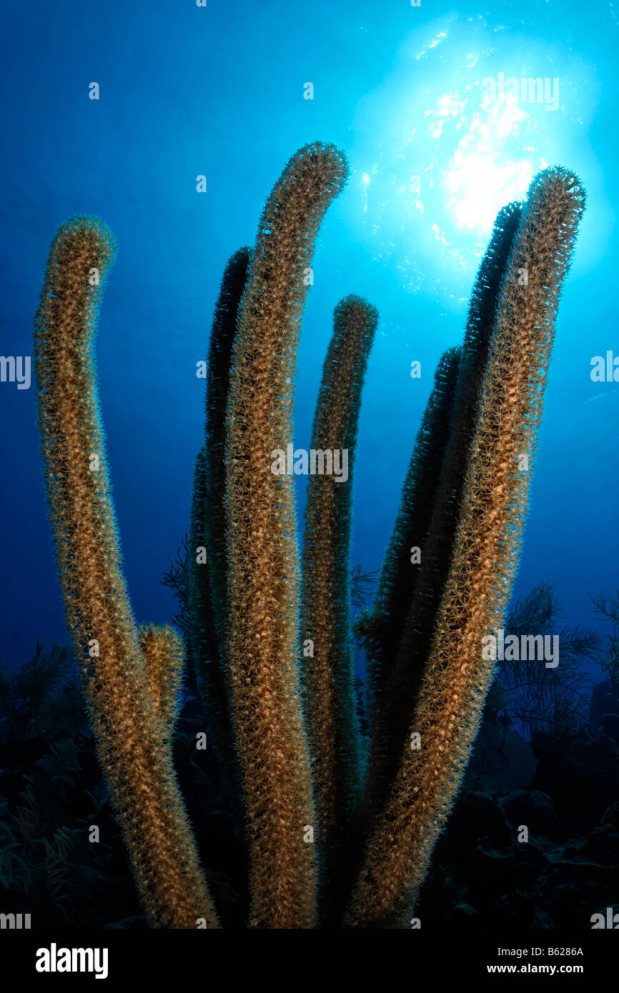 Large Plexaurella Nutans coral, sun on the water surface, Turneffe Atoll, Belize, Central America, Caribbean Stock Photo