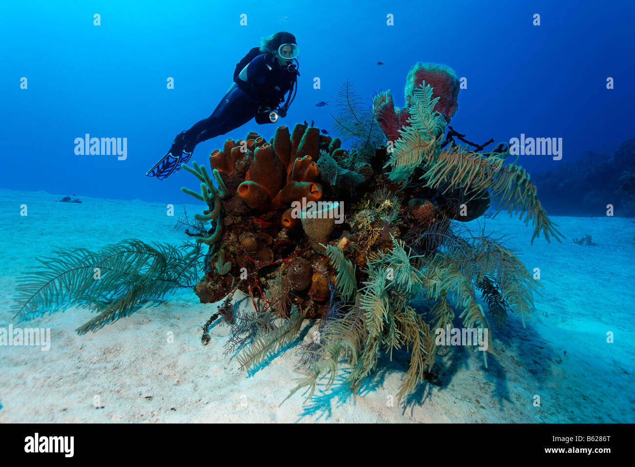 Diver looking at a small block of coral with various sponges and corals on a sandy seafloor, Halfmoon Caye, Lighthouse Reef, Tu Stock Photo