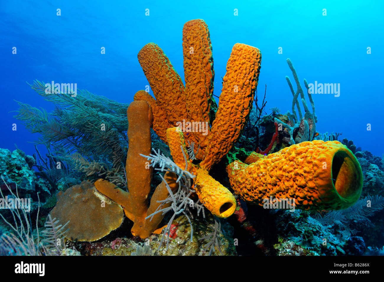 Large Aplysina fistularis sponge (Aplysina fistularis) in a coral reef with various types of coral, Turneffe Atoll, Belize, Cen Stock Photo