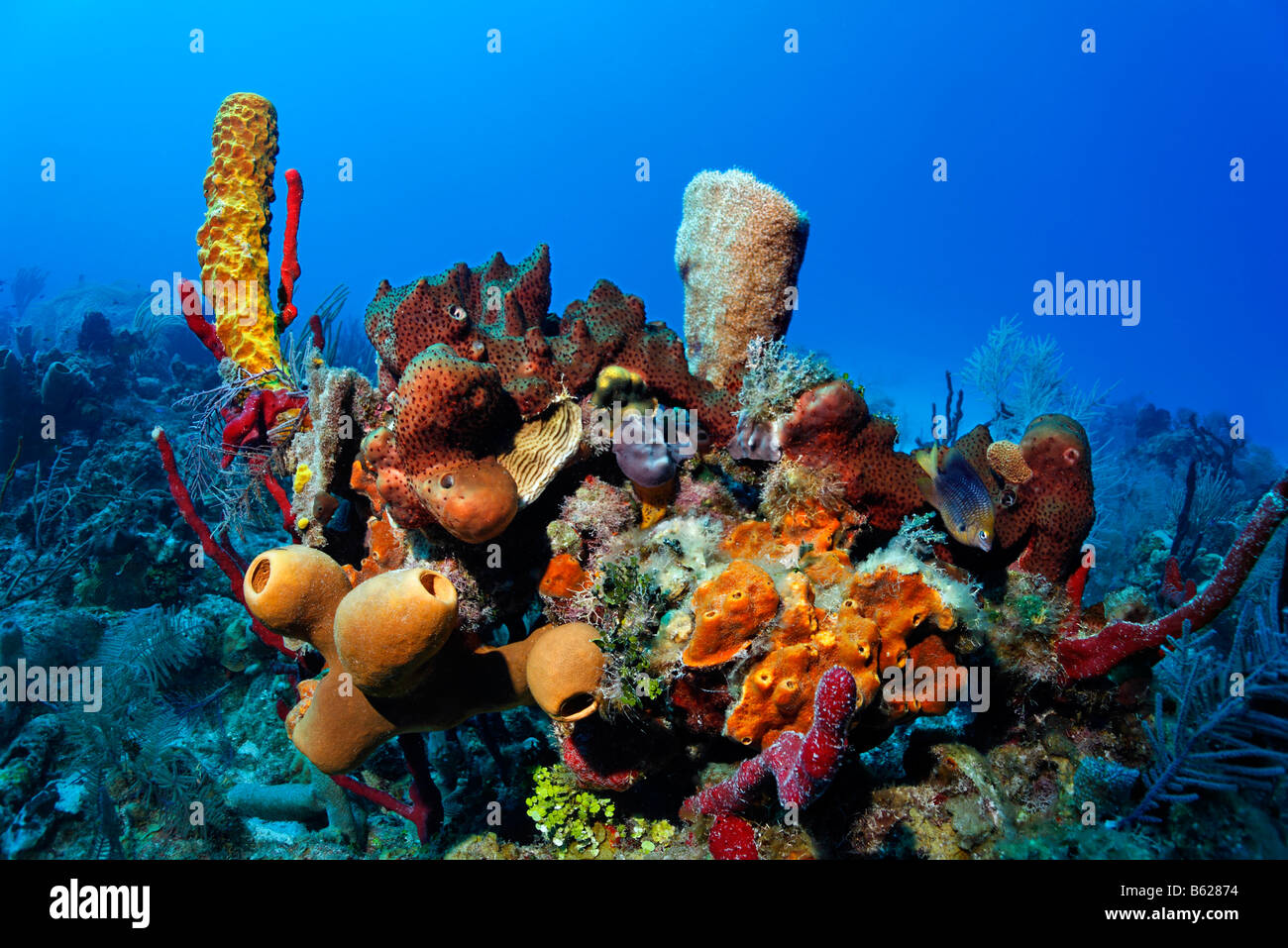 Reef block overgrown with various brightly-coloured sponges, Turneffe Atoll, Belize, Central America, Caribbean Stock Photo