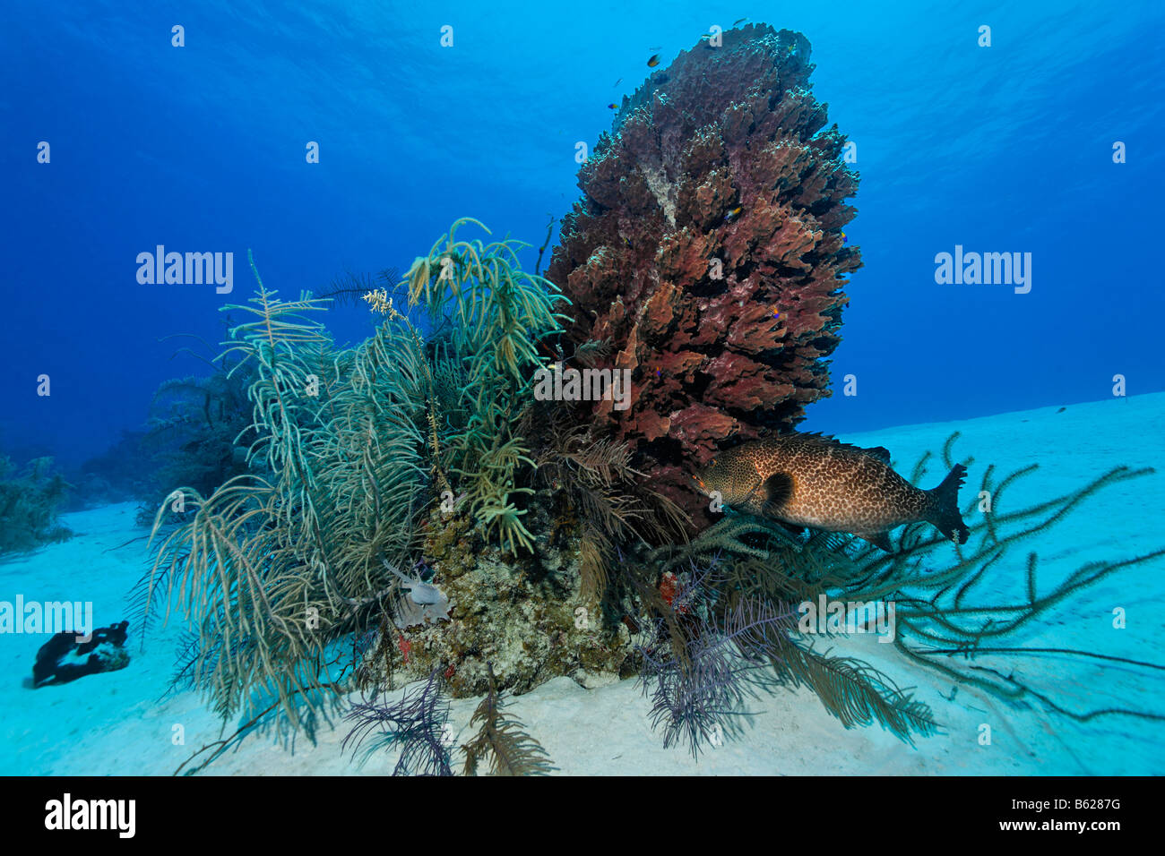 Tiger grouper (Mycteroperca tigris) in front of a barrel sponge (Xestopsongia muta) and various types of coral, surrounded by a Stock Photo