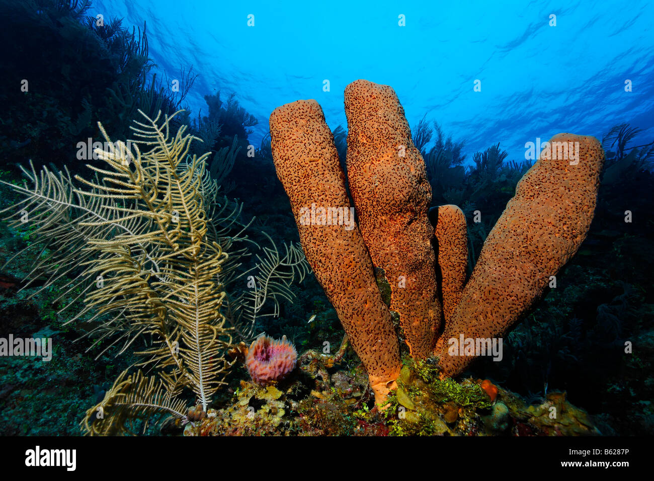 Brown tube sponge (Agelas conifera) on a cliff face in a coral reef with a Sea Plume (Pseudopterogorgia sp.), Hopkins, Dangria, Stock Photo