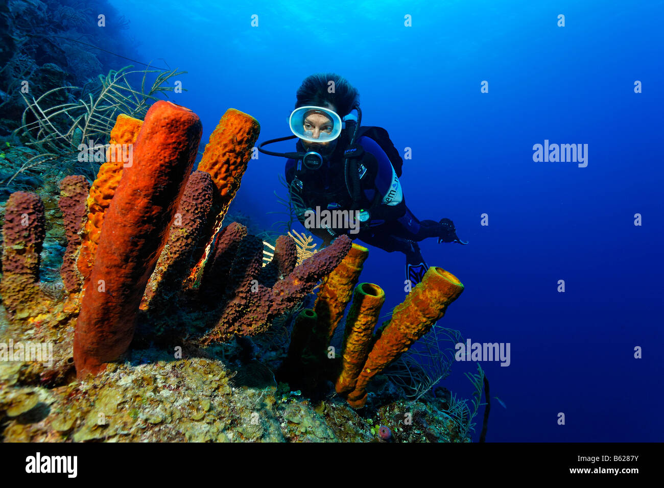 Female diver looking at a group of various sponges on a sloping coral reef, Hopkins, Dangria, Belize, Central America, Caribbean Stock Photo