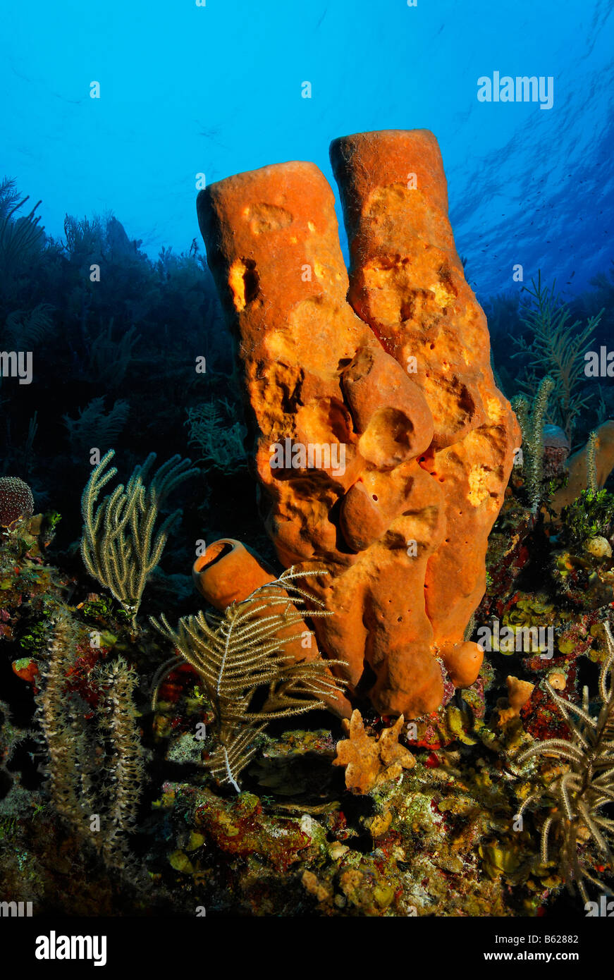 Yellow Tube Sponge (Aplysina fistularis) eaten by fish standing on the edge of a cliff in a coral reef, Hopkins, Dangria, Beliz Stock Photo