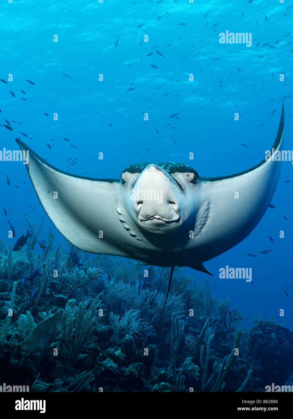 Spotted Eagle Ray (Aetobatus narinari) from the front, frontal, swimming above a coral reef, Hopkins, Dangria, Belize, Central  Stock Photo
