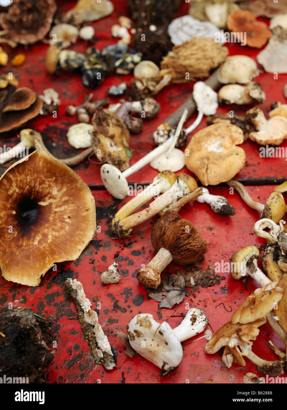 A variety of mushrooms found in the hills of Rosendale NY during a mushroom hunt. Stock Photo