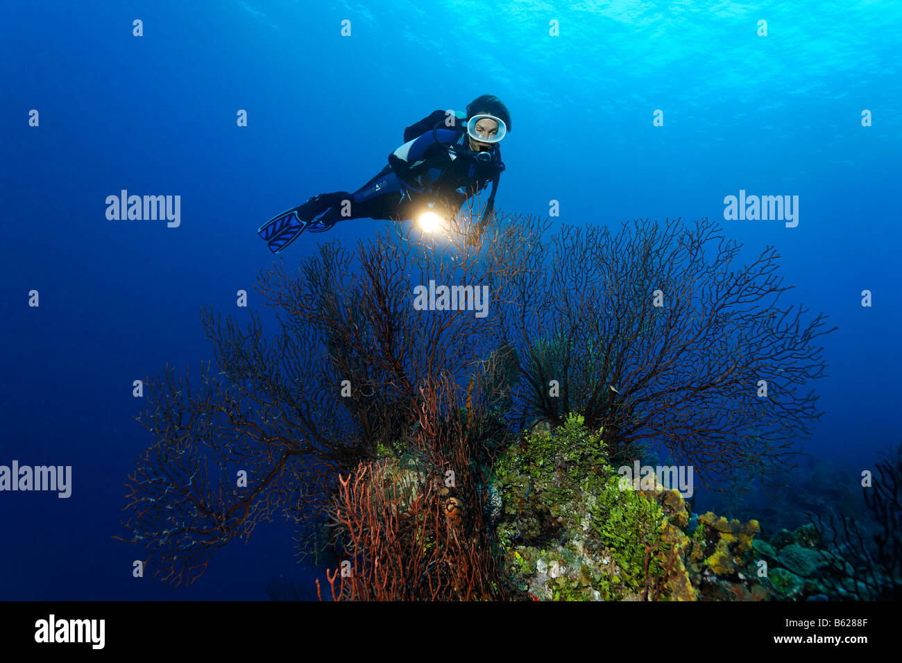 Female diver with a lamp looking at free-standing deep-water sea fan (Iciligorgia schrammi) in front of a steeply sloping coral Stock Photo