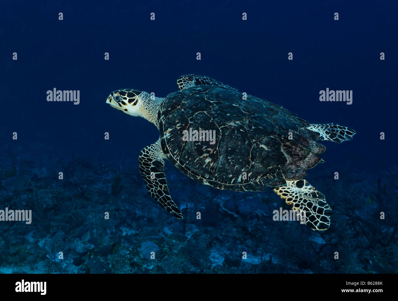 Genuine Hawksbill Turtle (Eretmochelys imbricata) swimming in blue water high above a coral reef, Hopkins, Dangria, Belize, Cen Stock Photo