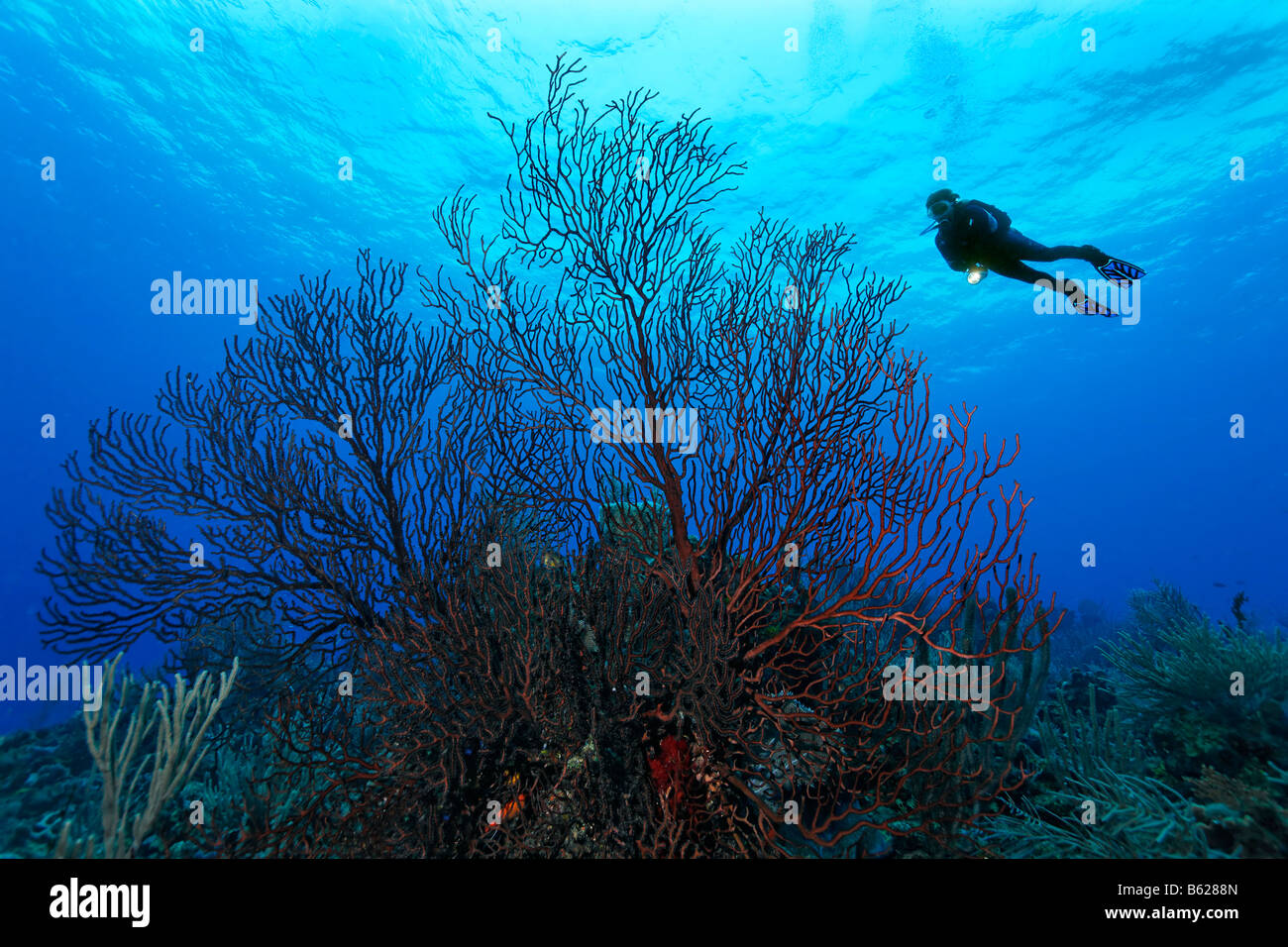 Female diver with a lamp swimming high above a free-standing deep-water sea fan (Iciligorgia schrammi) in a coral reef, Hopkins Stock Photo