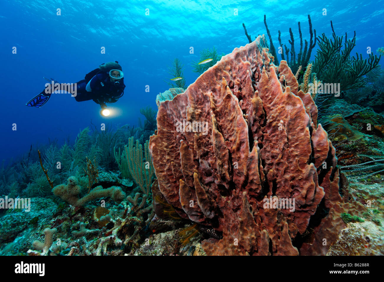 Female diver with a lamp looking at a Barrel Sponge (Xestospongia muta) in a coral reef, Hopkins, Dangria, Belize, Central Amer Stock Photo