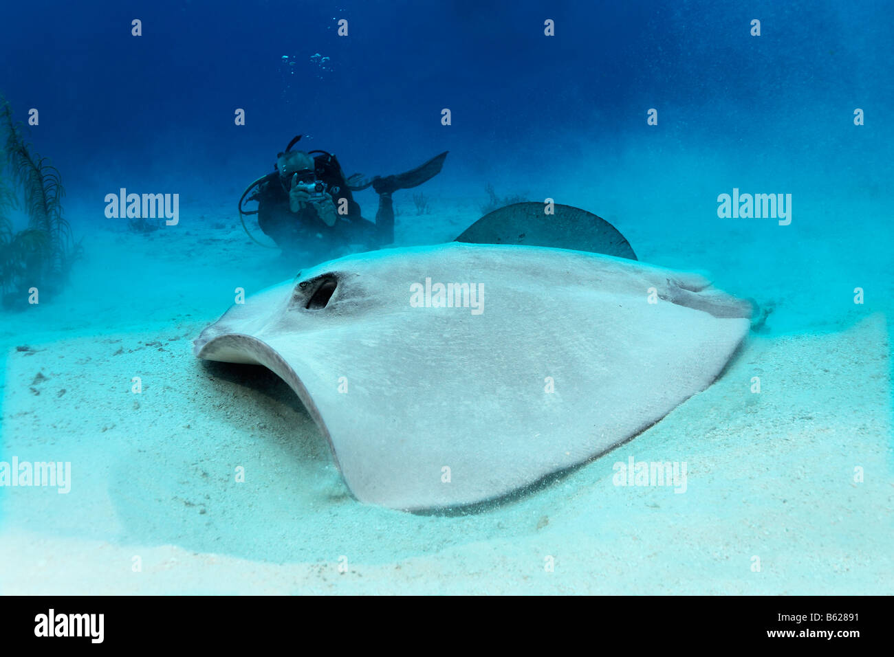 Diver taking a photo of a Roughtail Stingray (Dasyatis centroura) on a sandy seabed, Hopkins, Dangria, Belize, Central America, Stock Photo