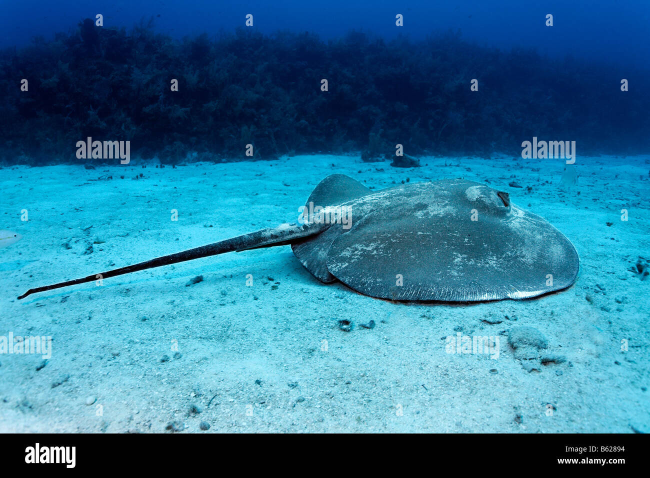 Roughtail Stingray (Dasyatis centroura) swimming in front of a coral reef over a sandy seabed, Hopkins, Dangria, Belize, Centra Stock Photo