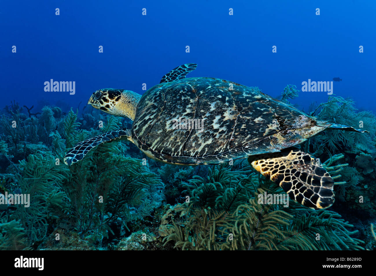 Genuine Hawksbill Turtle (Eretmochelys imbricata) in a coral reef, Turneffe Atoll, Belize, Central America, Caribbean Stock Photo