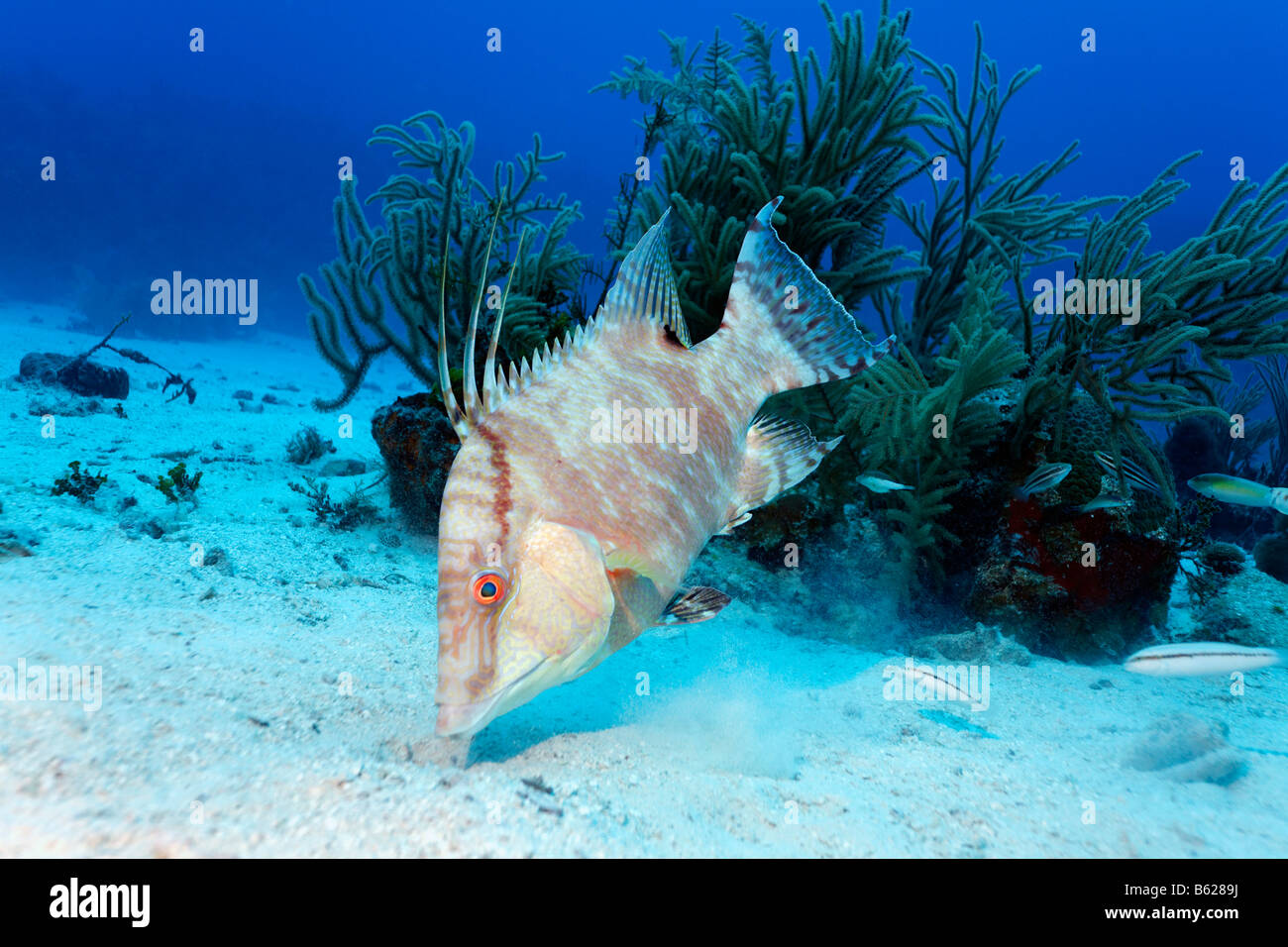 Hogfish (Lachnolaimus maximus) searching in the sandy seabed for food, Hopkins, Dangria, Belize, Central America, Caribbean Stock Photo