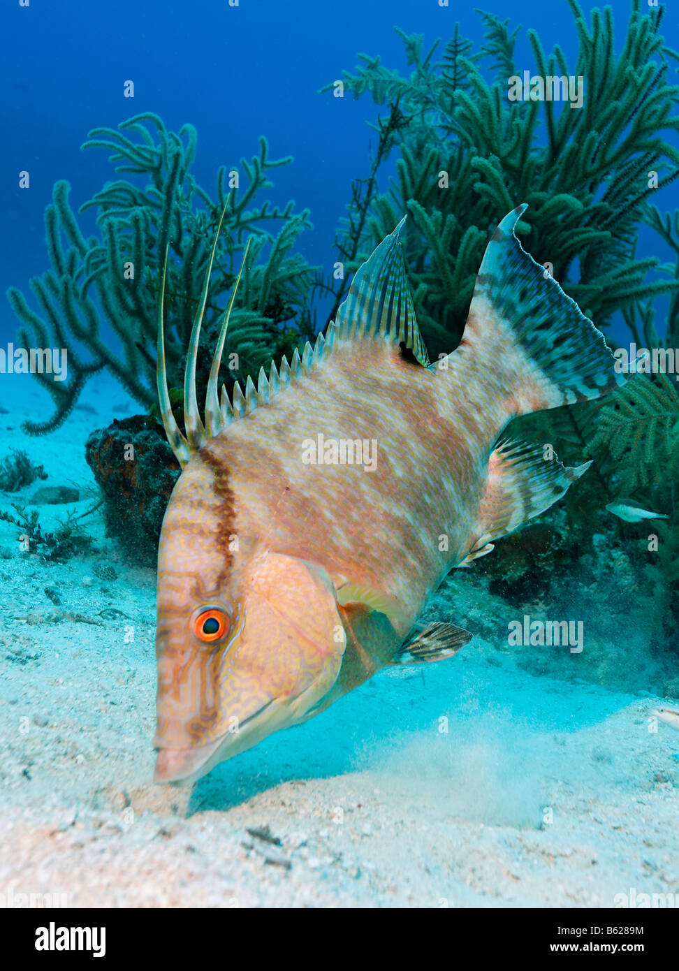 Hogfish (Lachnolaimus maximus) searching in the sandy seabed for food, Hopkins, Dangria, Belize, Central America, Caribbean Stock Photo