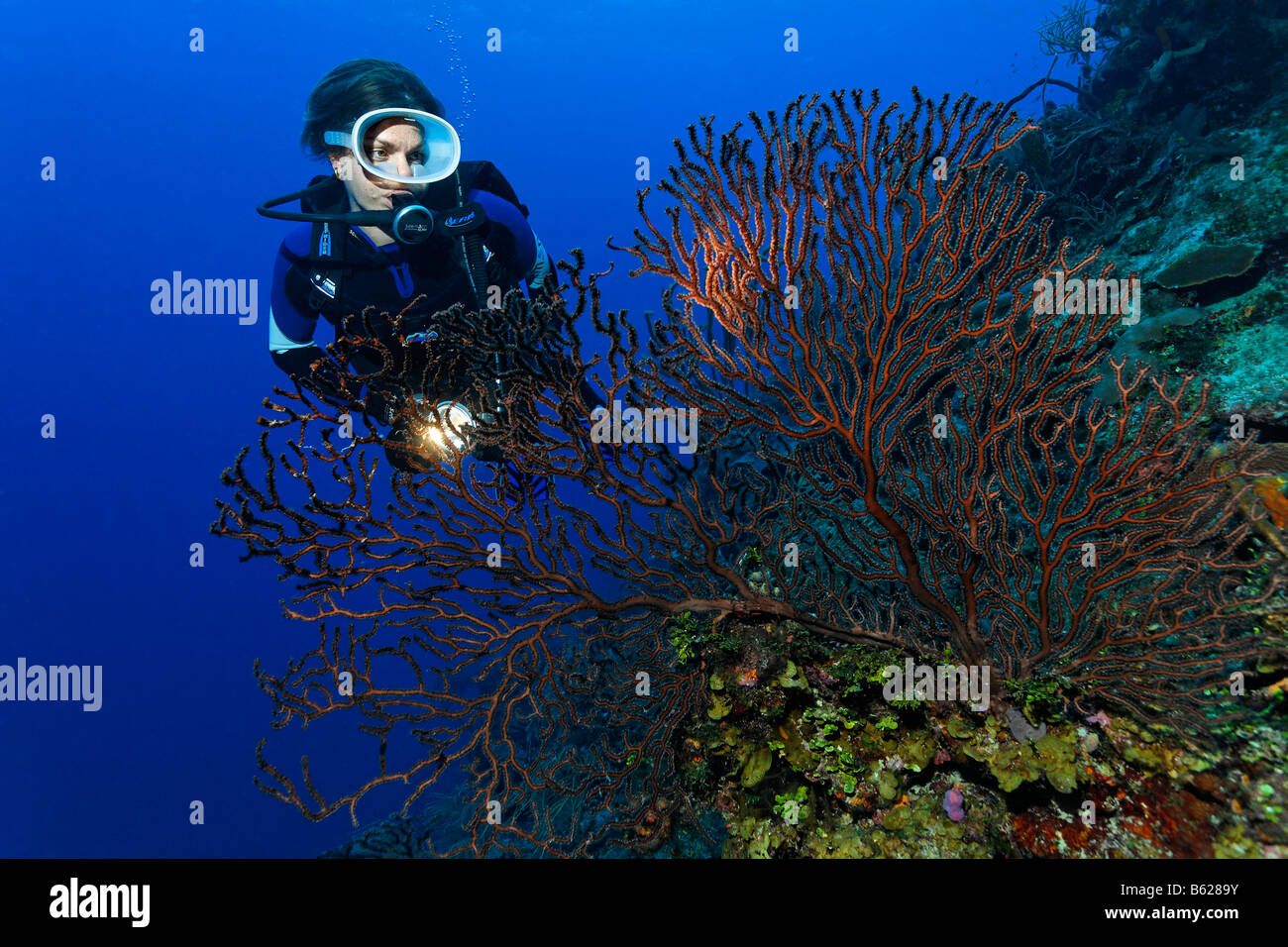 Female diver with a lamp looking at a deep-water sea fan (Iciligorgia schrammi) on a steeply dropping coral reef, Hopkins, Dang Stock Photo