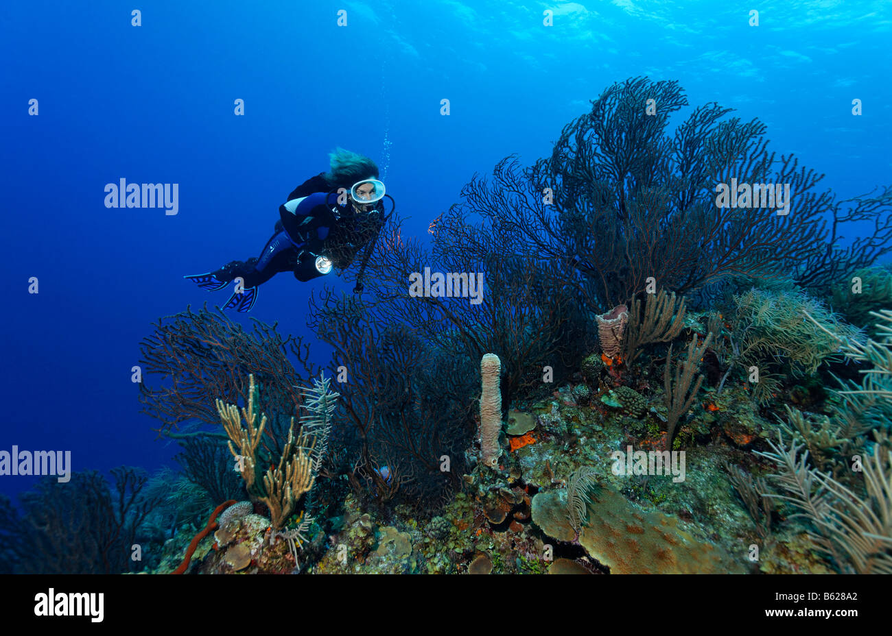 Female diver with a lamp looking at a deep-water sea fan (Iciligorgia schrammi) on a reef ledge in the coral reef with various  Stock Photo