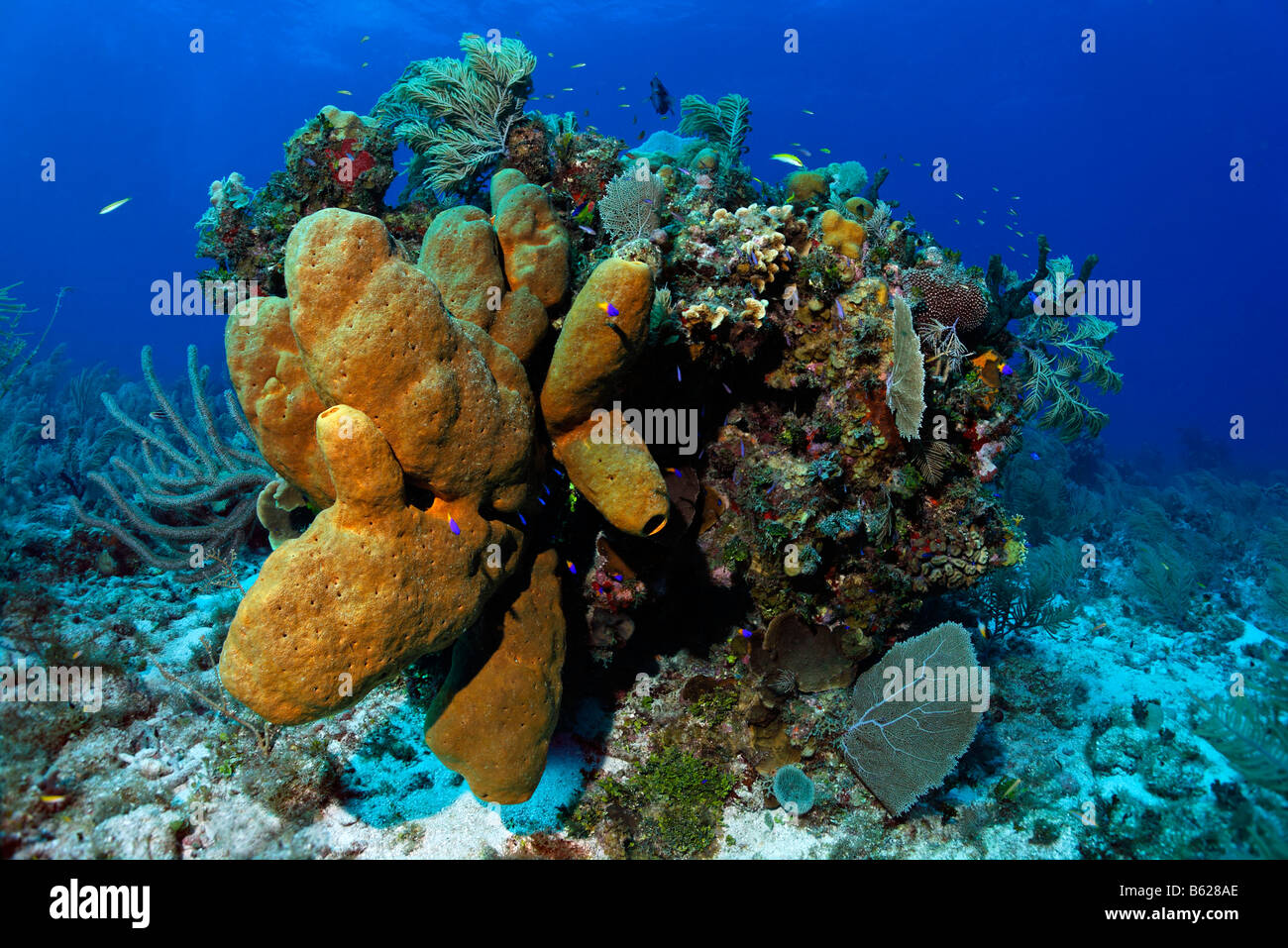 Block of coral with Brown Tube Sponges (Agelas conifera) and diverse corals, Turneffe Atoll, Belize, Central America, Caribbean Stock Photo