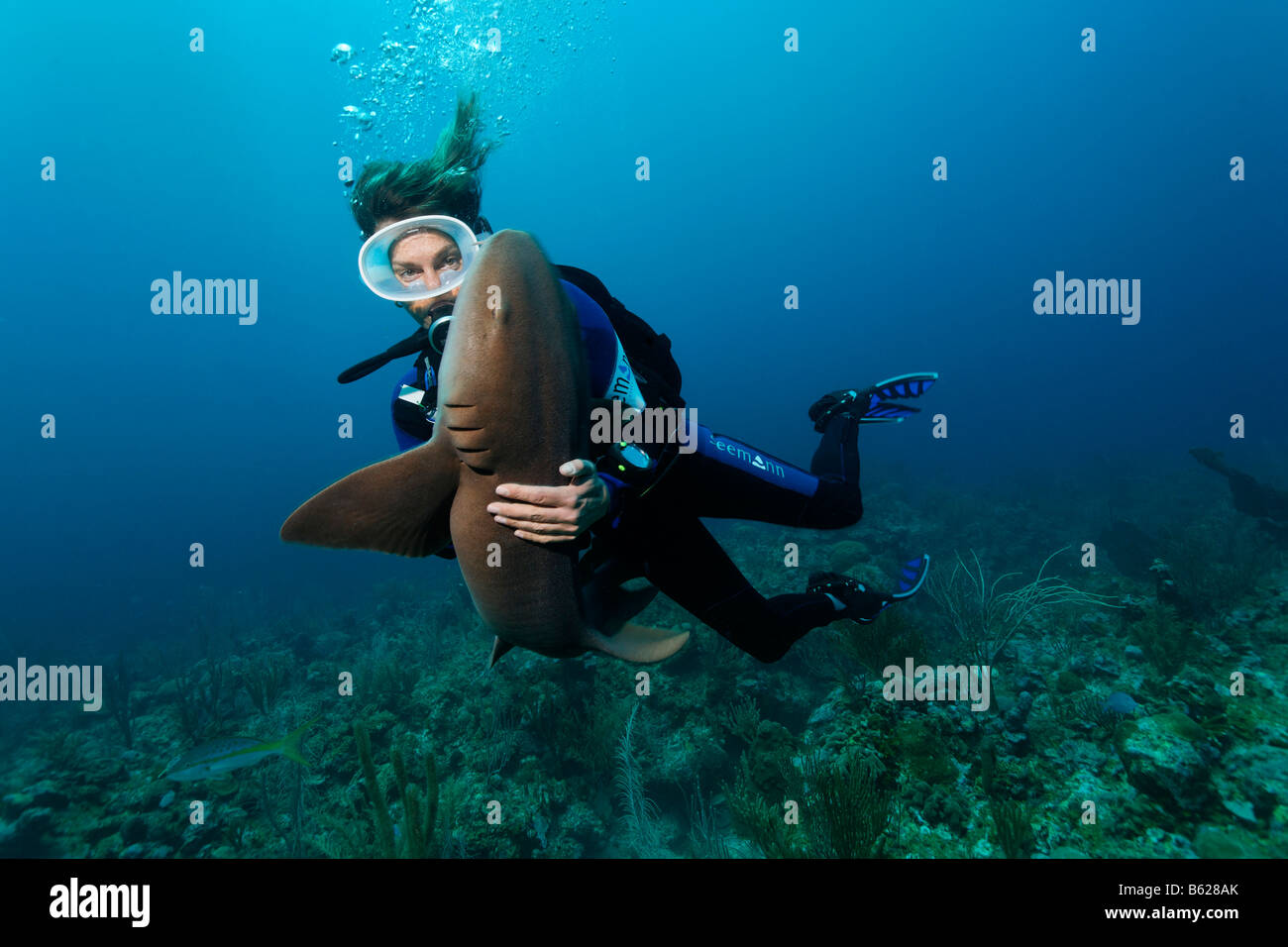 Female scuba diver holding a Caribbean Nurse Shark (Ginglymostoma cirratum), special contact on the sharks belly causes it to f Stock Photo