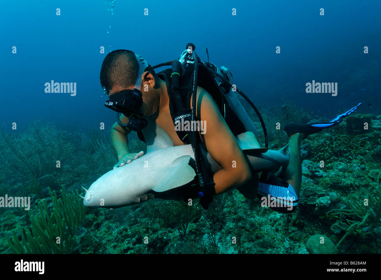 Scuba diving instructor holding a Caribbean Nurse Shark (Ginglymostoma cirratum), special contact on the sharks belly causes it Stock Photo