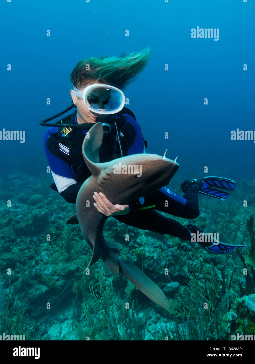 Female scuba diver holding a Caribbean Nurse Shark (Ginglymostoma cirratum), special contact on the sharks belly causes it to f Stock Photo