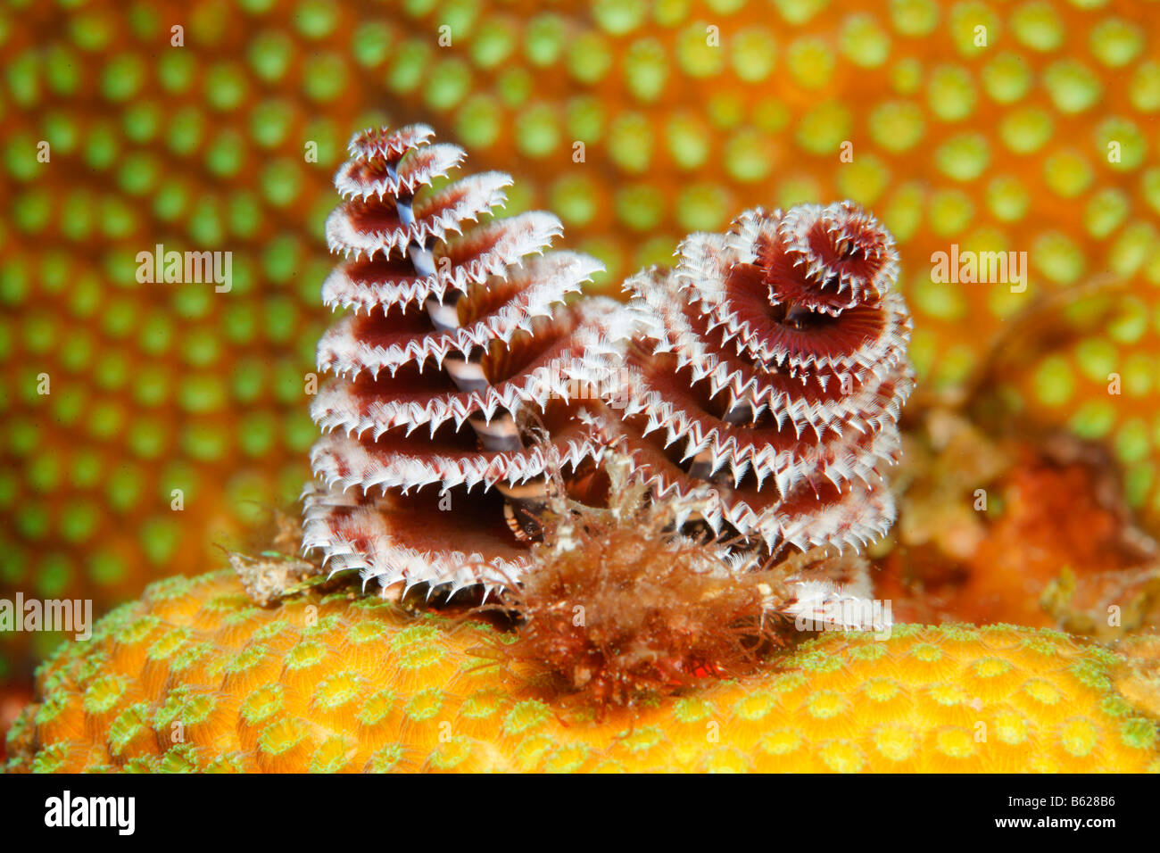 Christmas Tree Worm (Spirobranchus giganteus) settle on a stony coral, Barrier Reef, San Pedro, Ambergris Cay Island, Belize, C Stock Photo