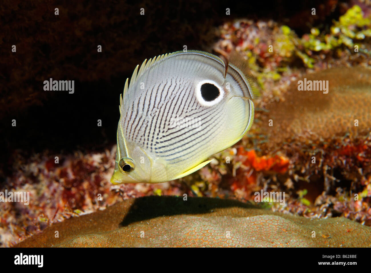 Foureye Butterflyfish (Chaetodon capistratus) swimming through a coral reef, Barrier Reef, San Pedro, Ambergris Cay Island, Bel Stock Photo