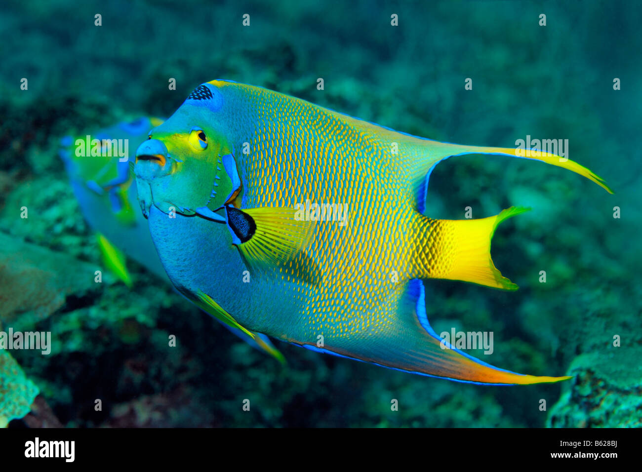 Pair of Queen Angelfish (Holacanthus ciliaris) in a coral reef, Barrier Reef, San Pedro, Ambergris Cay Island, Belize, Central  Stock Photo