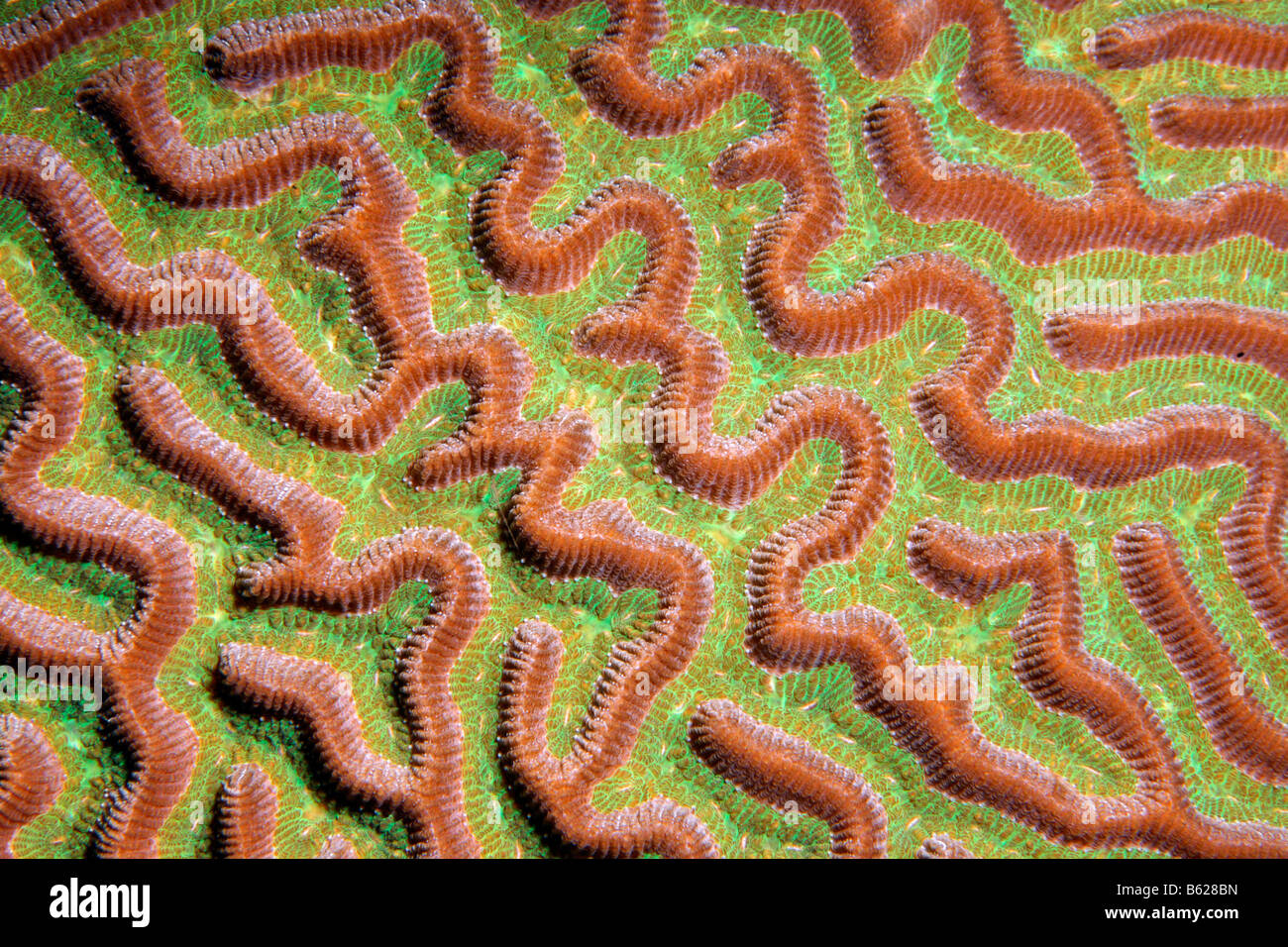 Graphic detail of the Brain Coral (Colpophyllia natans) with twists and withdrawn polyps, Barrier Reef, San Pedro, Ambergris Ca Stock Photo