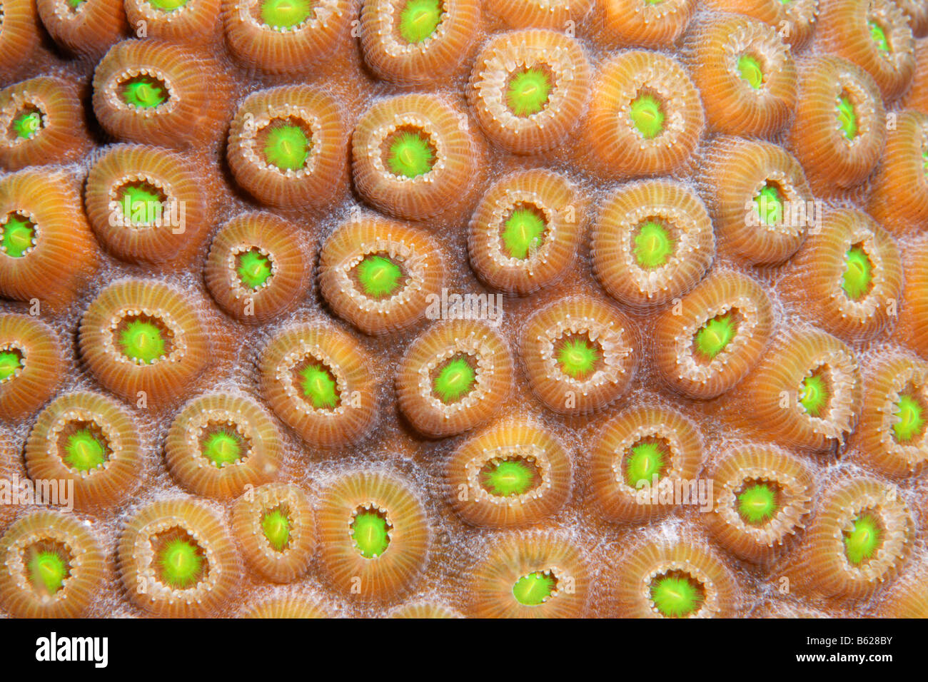 Graphic detail of a Favia Coral (Solanestrea sp.) with blossoming coral polyps, Barrier Reef, San Pedro, Ambergris Cay Island,  Stock Photo